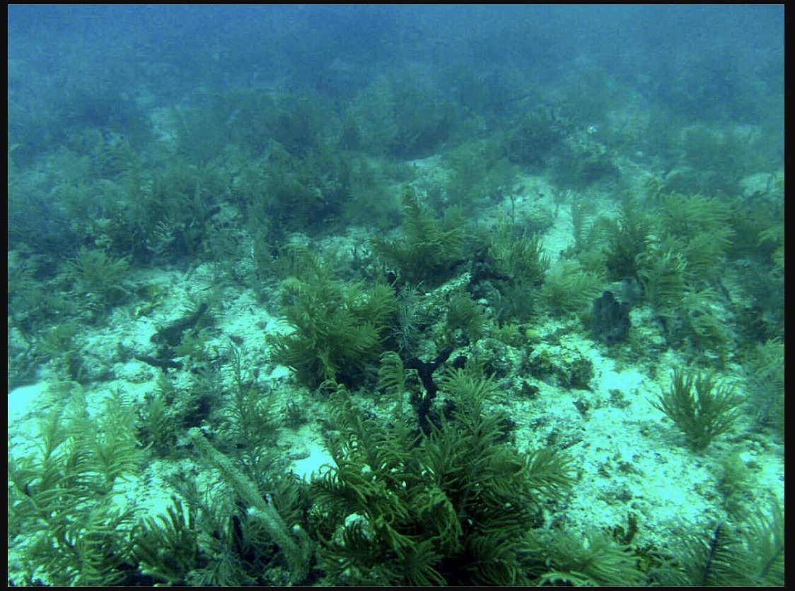 Algae-overgrown reef after lionfish invasion