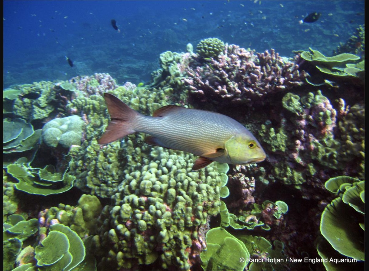 Healthy coral reef before lionfish invasion